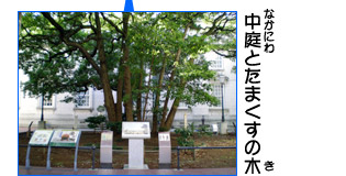 中庭とたまくすの木の写真