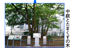 中庭とたまくすの木の写真