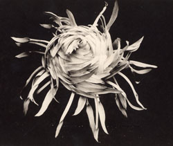 川和・松林圃(しょうりんぽ)中山家が改良した菊「男山」