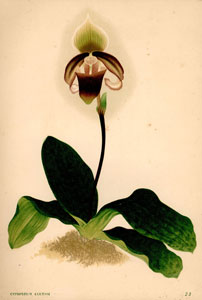 洋ラン：シペリペディウム・カテーシー　『園芸植物図譜』第４輯