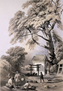 たまくすの木　ハイネ画　石版画　1856年