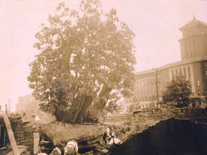震災で焼けたが、よみがえったたまくす 1930年