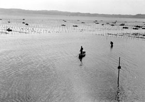 海苔ヒビが広がる海　昭和28年（1953）２月８日　本牧から磯子にかけては海苔の養殖が盛んで、海苔の胞子をつけるヒビが広がる。三渓園の崖から撮影。後方は磯子・屏風ヶ浦方面。