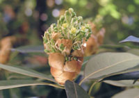 たまくすの花　4月上旬から5月上旬にかけて咲きます。