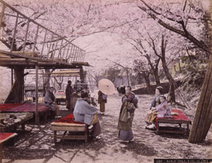 野毛山の花見　１９００年頃　当館蔵