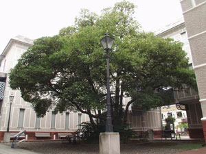 現在のたまくす