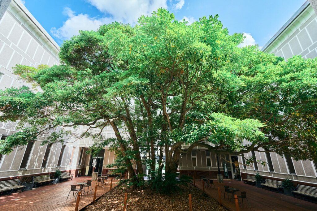 木陰を憩える空間に！「たまくすの木クラウドファンディング」のご案内